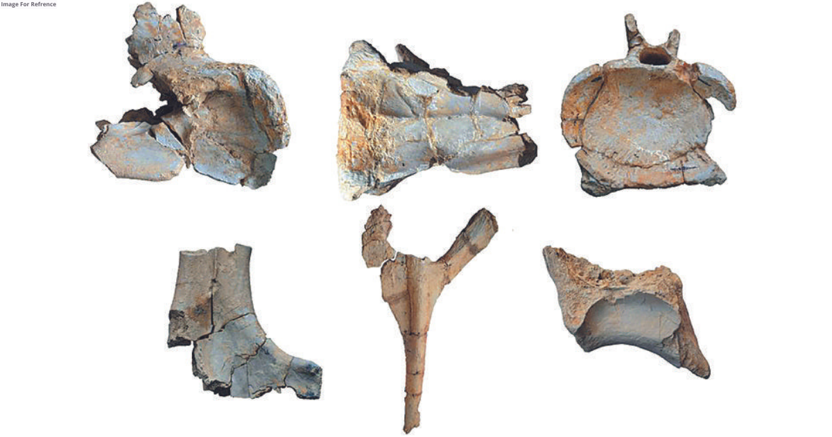 Fossil found of oldest herbivore dinosaur